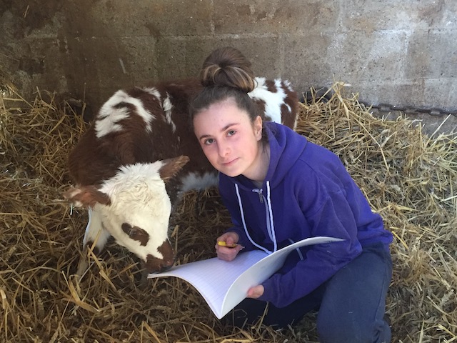 Élève en BTSA ACSE’AGRI du Lycée Agricole Privé de Tourville-sur-Pont-Audemer en interaction avec un veau