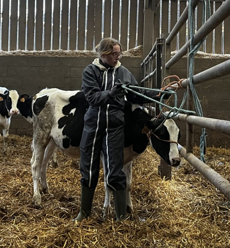 Élève de la filière agricole manipulant un jeune veau à la ferme pédagogique du lycée