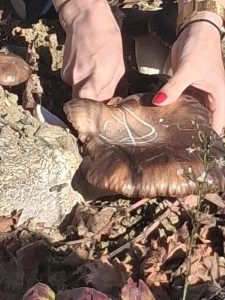 Italie - Gravina Ferme 2