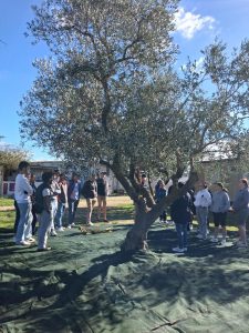 Italie - Gravina Ferme Olive