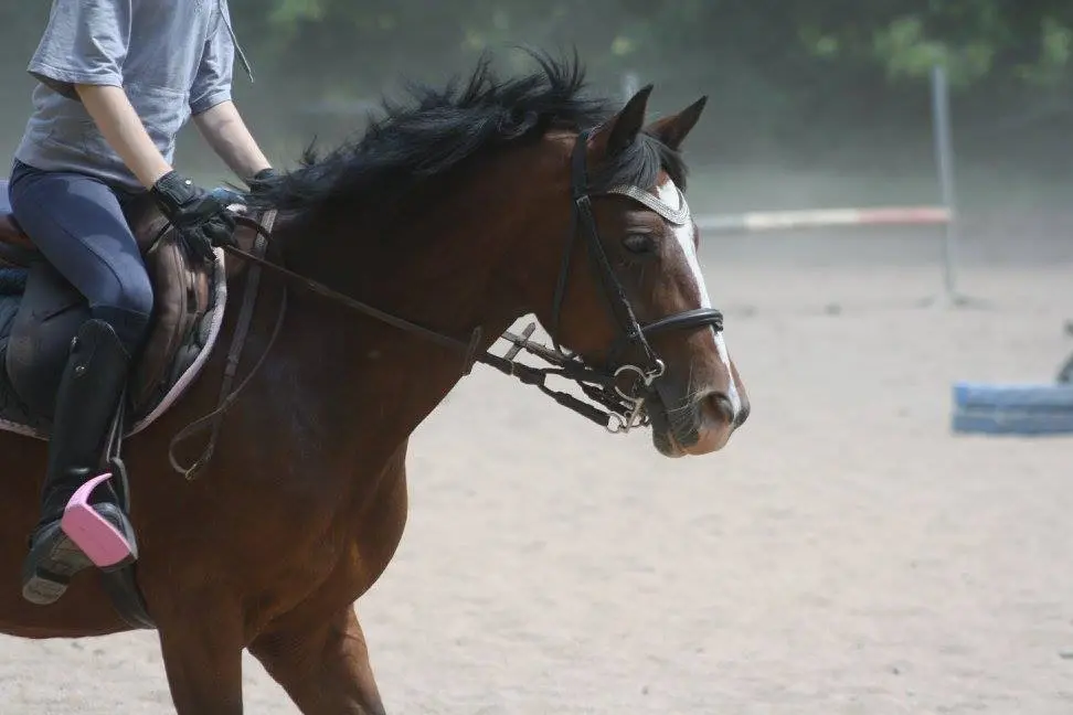 Option équitation : les élèves en selle pour progresser