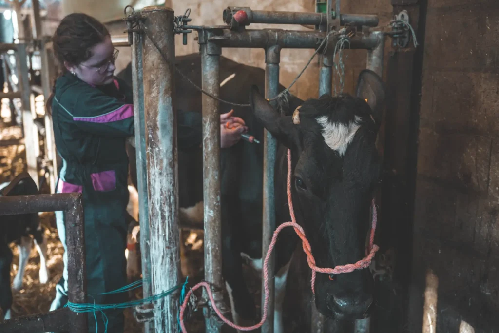 Élève de 1re Bac Pro CGEA qui fait une injection à une vache tenue au cornadis par un licol