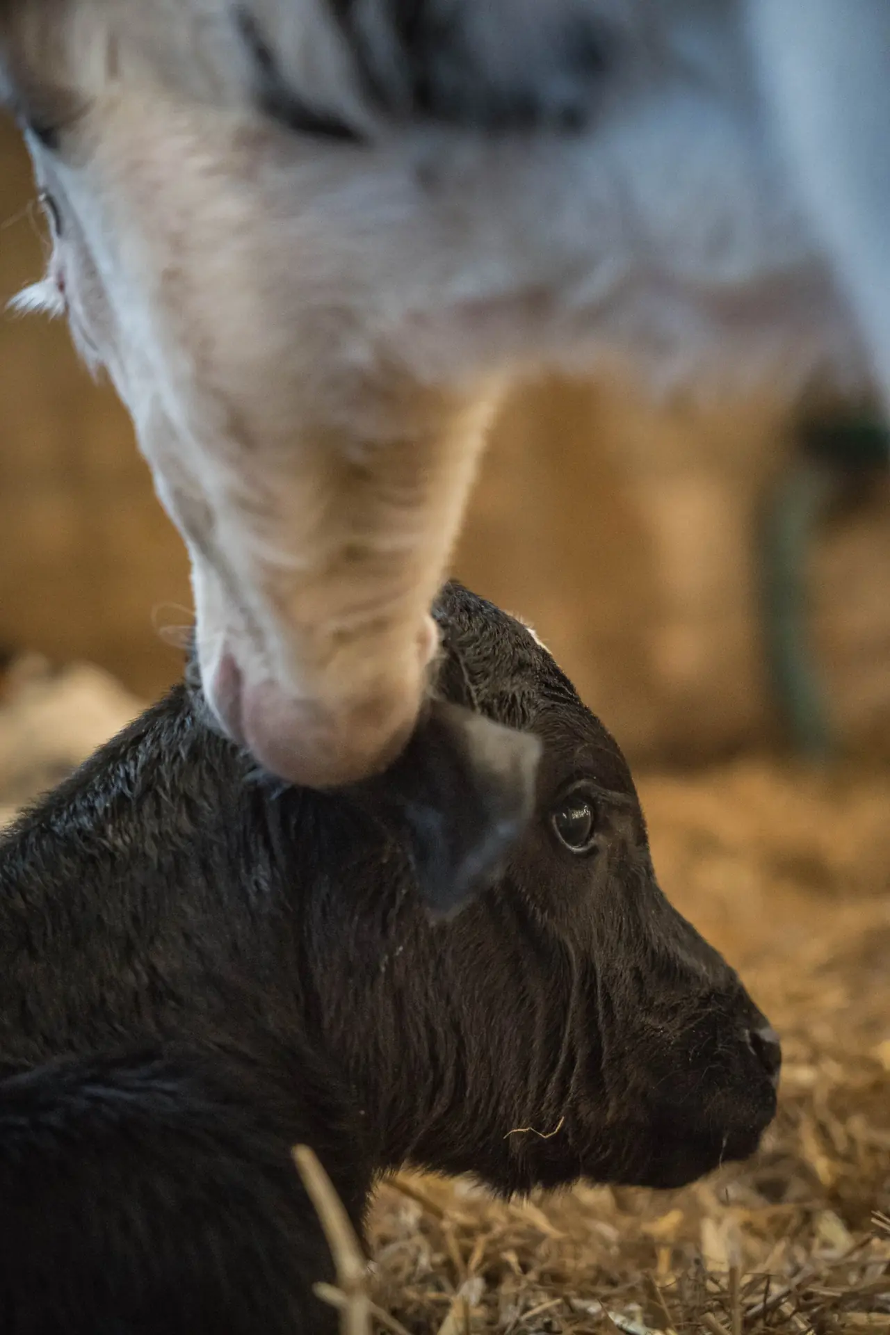 Vache qui lèche son veau nouveau-né couché dans la paille, à la ferme des Bruyères