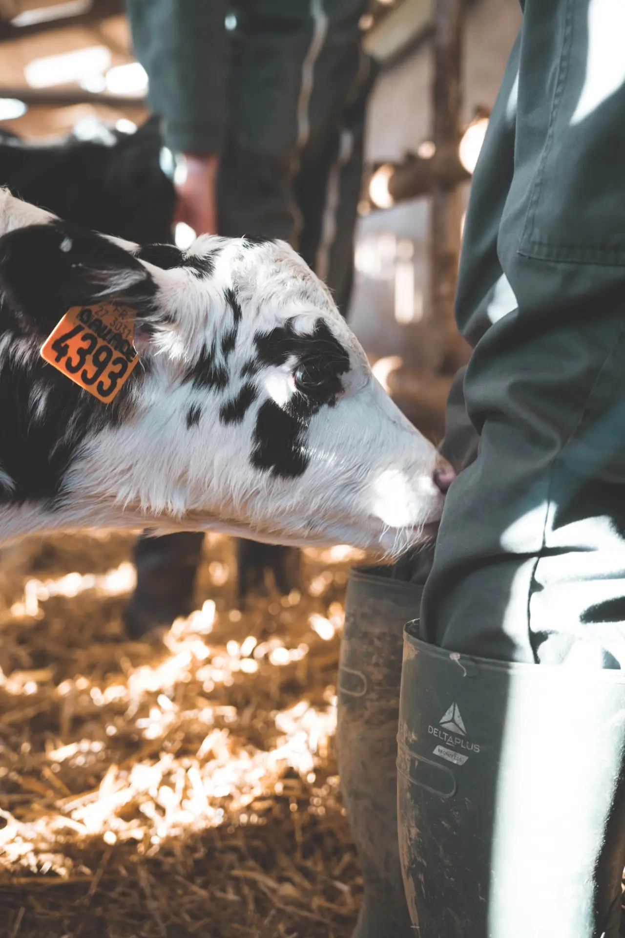 Veau noir et blanc qui renifle les bottes d'un élève dans la paille, à la ferme des Bruyères