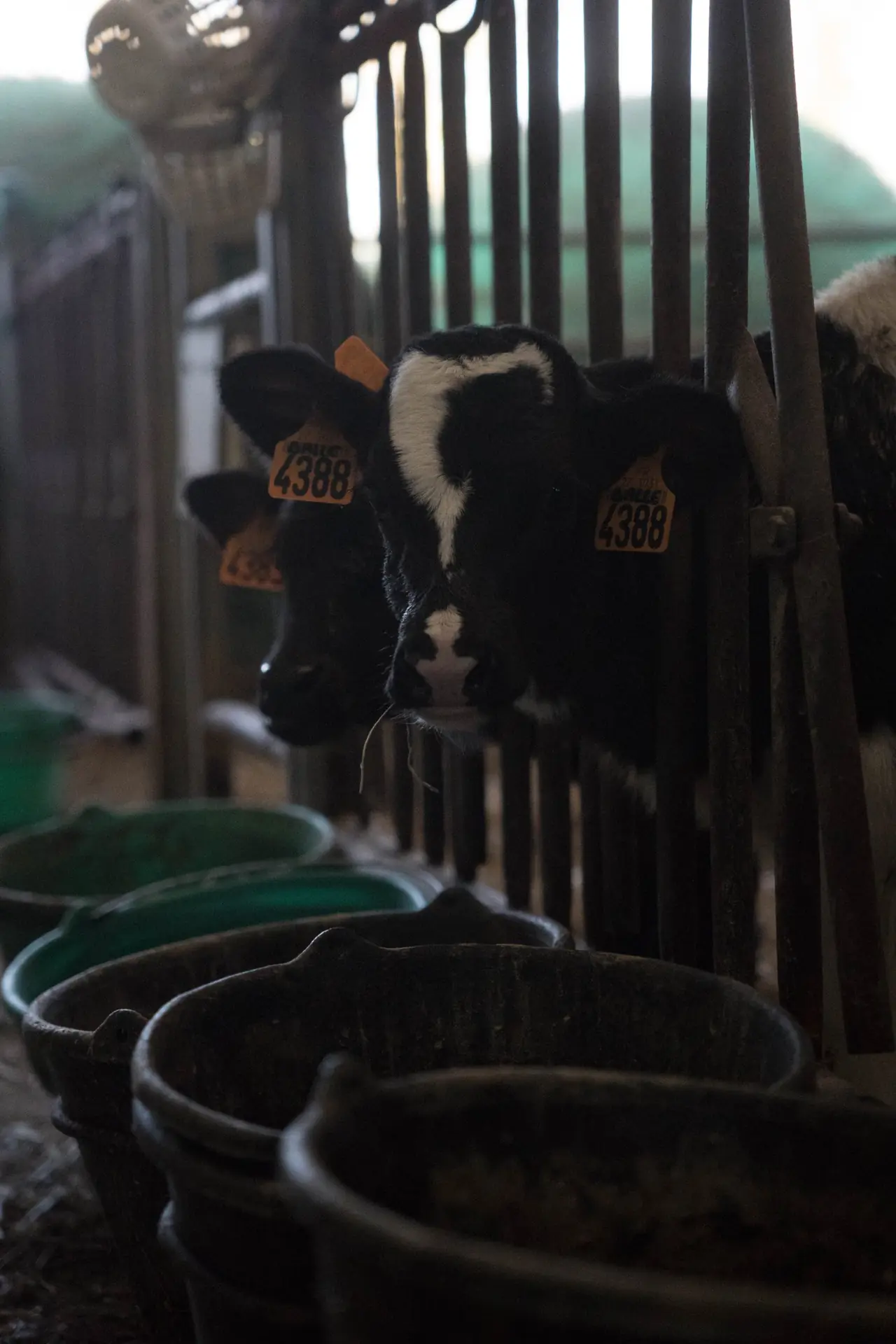 Veaux noirs et blancs au cornadis devant les seaux, dans la stabulation de la ferme des Bruyères